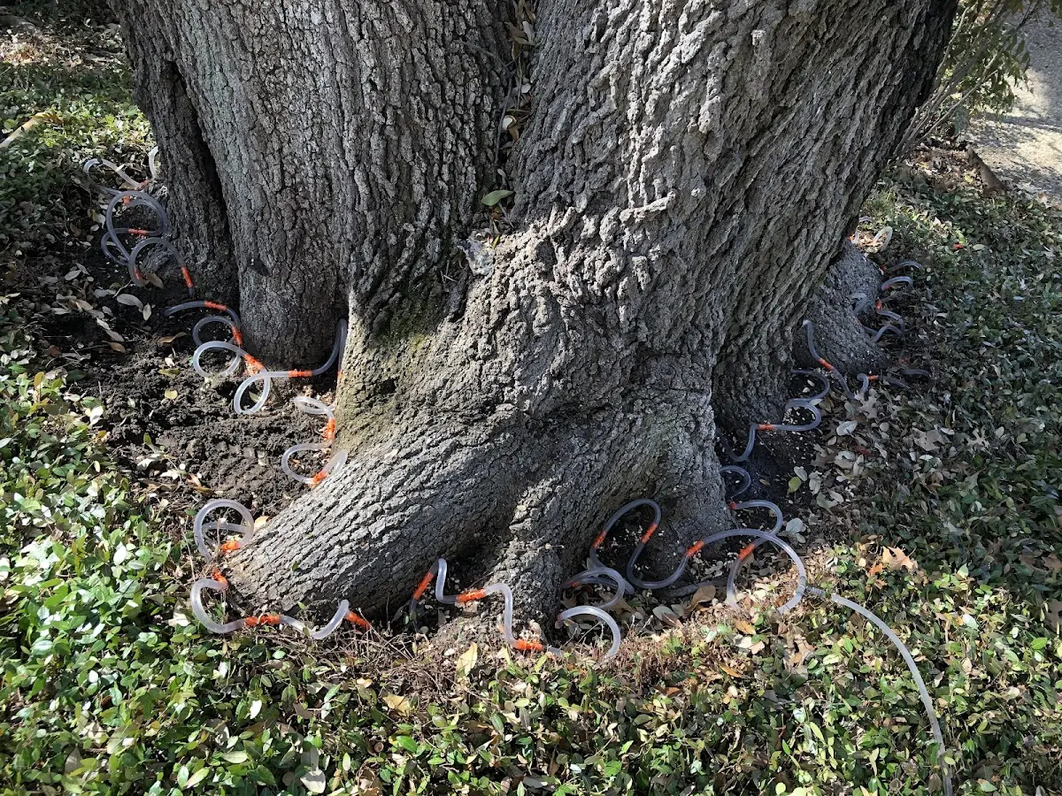 Detailed Tree Cabling and Bracing job site in Tariffville