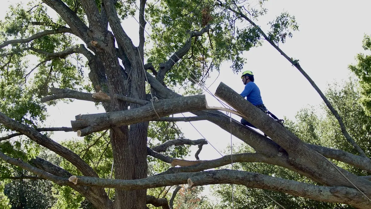 Professional Crown Thinning performed by certified arborists in Tariffville